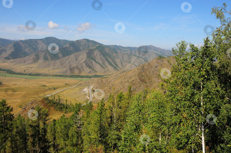 Скачать Взгляд сквозь верхушки берез на живописную долину в горах и извилистую дорогу к вершине. фотосток Ozero