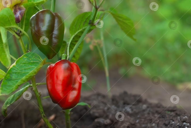Скачать Красный болгарский перец, растущий на земле в саду фотосток Ozero