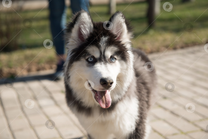 Скачать собаки в парке фотосток Ozero