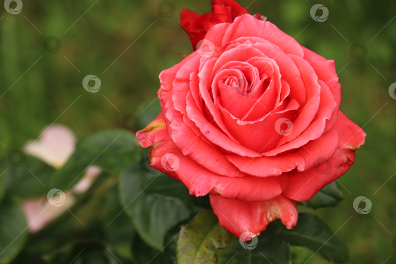Скачать Красивая, свежая, кремовая, красная роза в саду летом фотосток Ozero