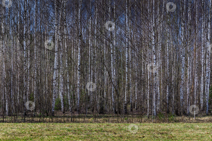 Скачать Весенний березовый лес фотосток Ozero