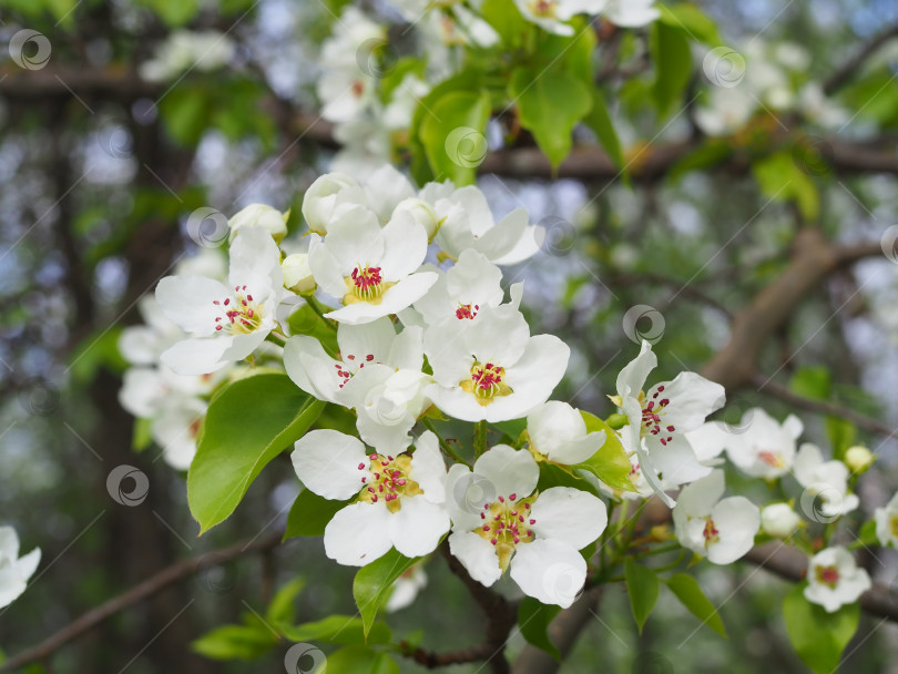 Скачать Цветущая ветка с белыми цветами весной. фотосток Ozero