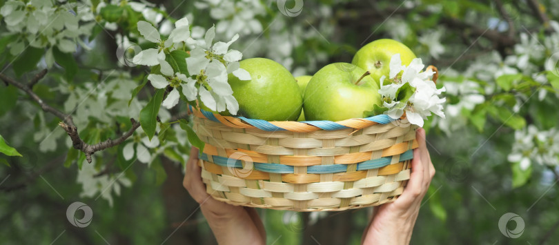 Скачать Яблоки в корзинке на фоне цветущего сада. фотосток Ozero