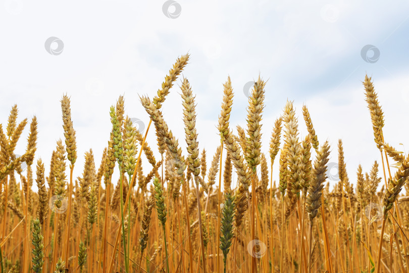 Скачать Пшеница, растущая в поле, посевы на фоне фотосток Ozero