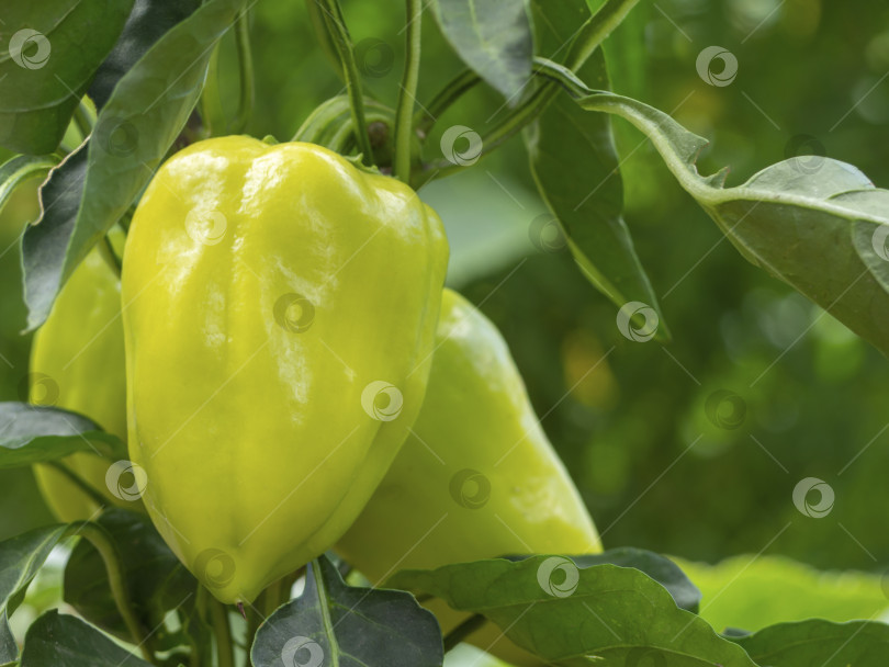 Скачать Крупный план растущего свежего зеленого сладкого перца (capsicum). Хом фотосток Ozero
