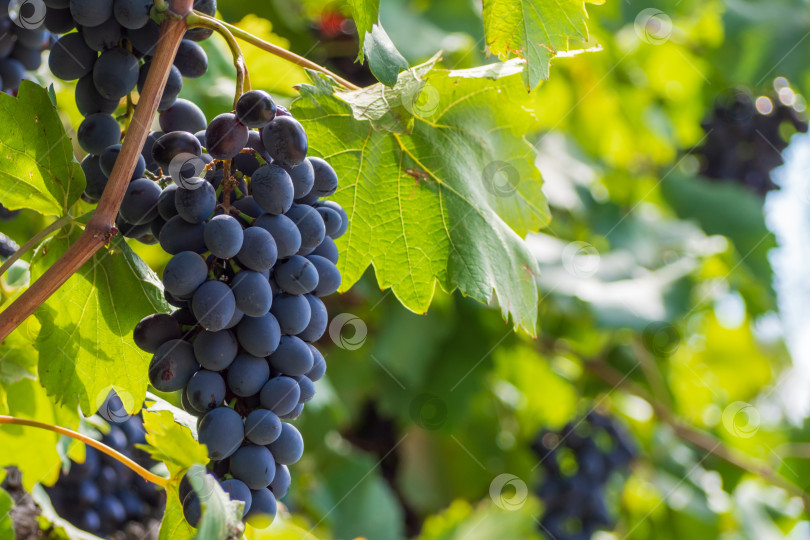 Скачать Крупный план гроздей спелого черного винограда на виноградной лозе. Пучки r фотосток Ozero