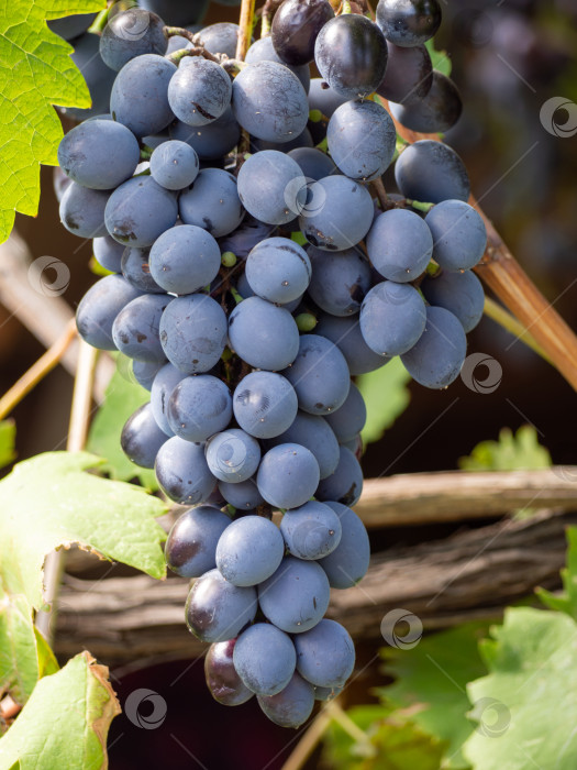 Скачать Крупный план грозди спелого черного винного винограда на виноградной лозе. Макрос B фотосток Ozero