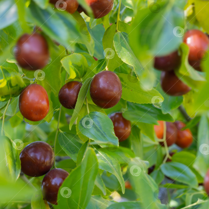 Скачать Спелые сочные ягоды мармелада среди зеленой листвы. Крупный план дерева  фотосток Ozero