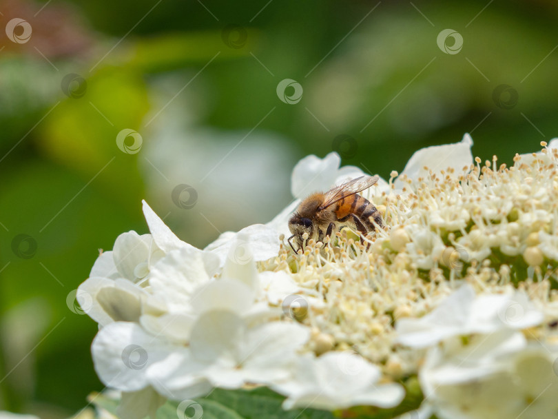 Скачать Пчела собирает пыльцу с белых цветов - макрофото. Медоносный пчелиный пол фотосток Ozero