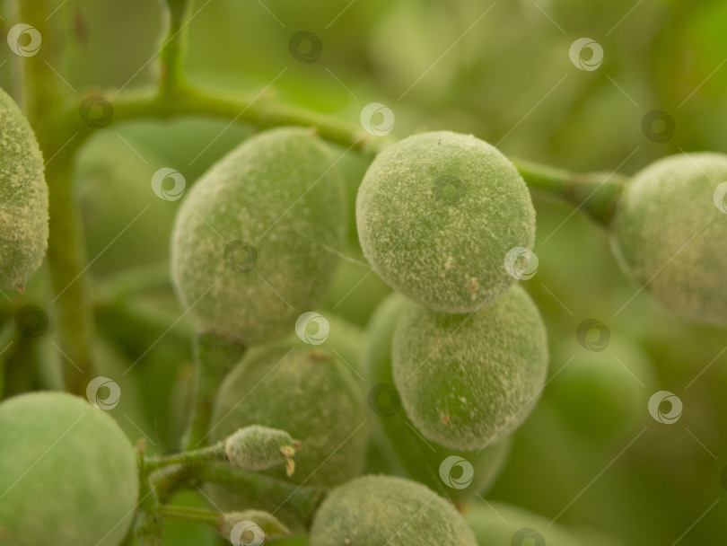 Скачать Зеленый виноград поражается грибковыми заболеваниями. Болезни винограда фотосток Ozero