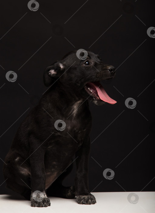 Скачать собака на черном фоне фотосток Ozero
