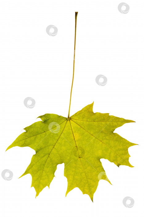 Осенний лист клена зелено-желтого цвета, выделенный на белом фоне - Ozero -  российский фотосток