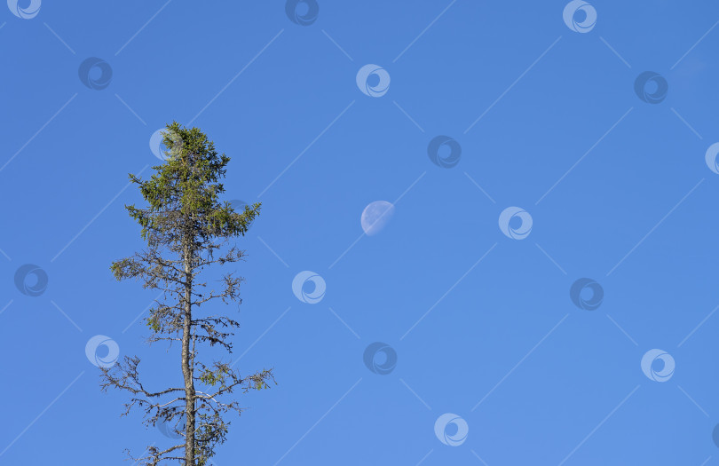 Скачать Высокая ель на фоне голубого неба с луной. фотосток Ozero