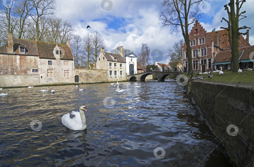 Скачать Лебеди на канале в Брюгге, Бельгия. фотосток Ozero