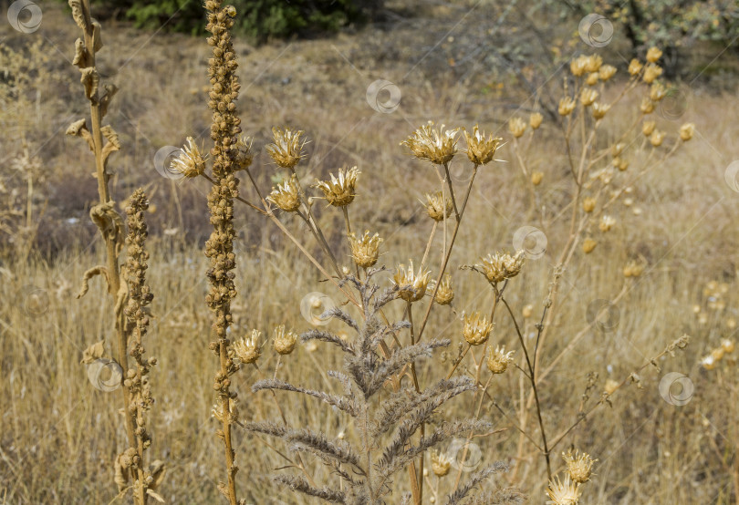 Скачать Сухая трава и цветы на лугу. фотосток Ozero