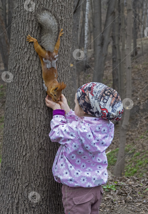 Скачать Маленькая девочка кормит белку. фотосток Ozero