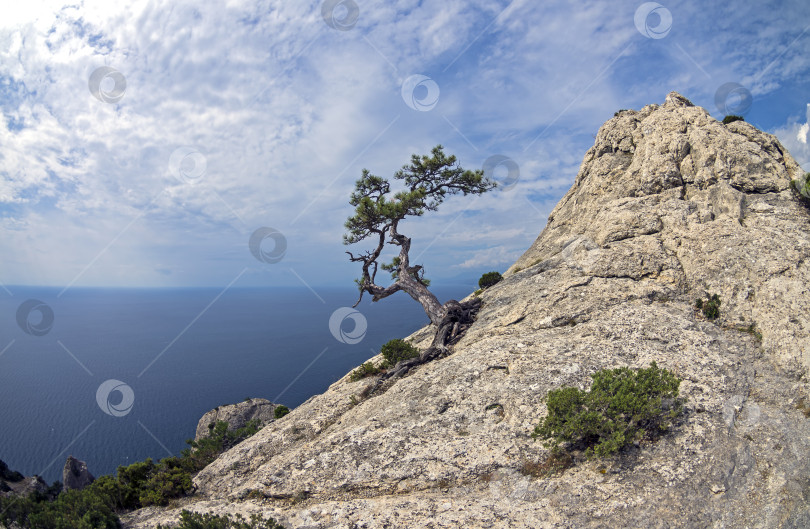 Скачать Реликтовая сосна на вершине горы. Крым. фотосток Ozero