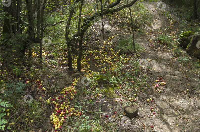 Скачать Дикие яблоки на земле. фотосток Ozero