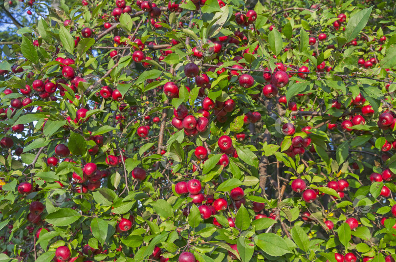 Скачать Спелые красные яблоки на яблоне фотосток Ozero