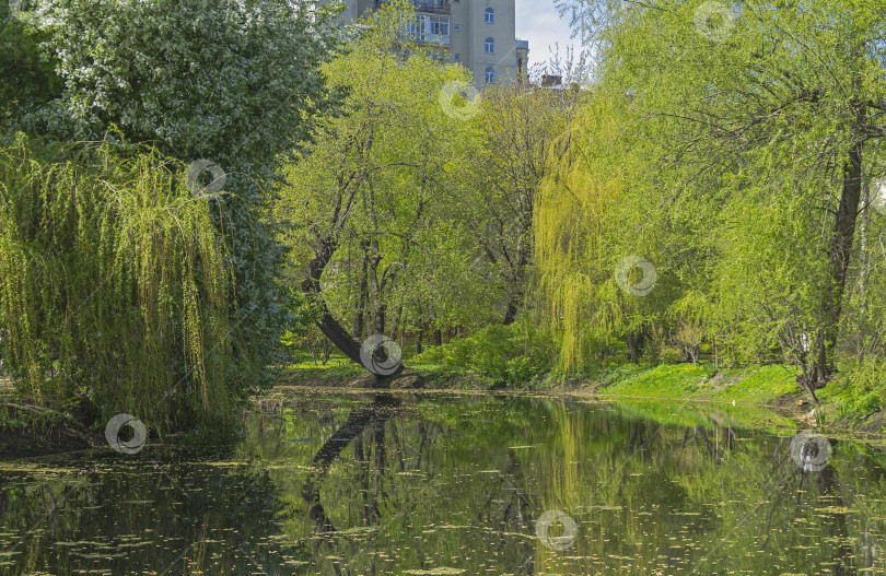 Скачать Тихий уголок старого городского пруда. фотосток Ozero