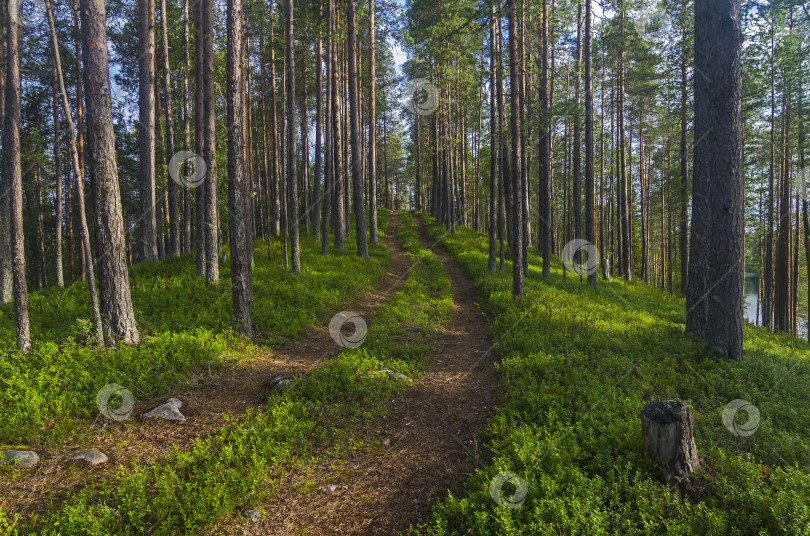 Скачать Дорога в карельском лесу. фотосток Ozero