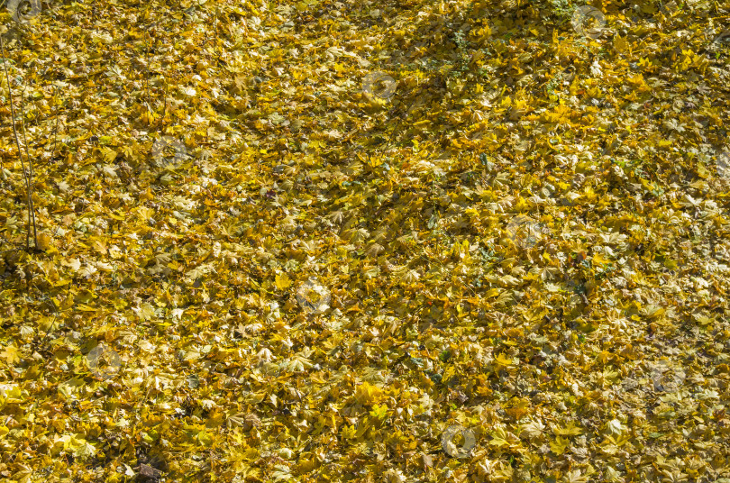 Скачать Фон образован опавшими кленовыми листьями. фотосток Ozero