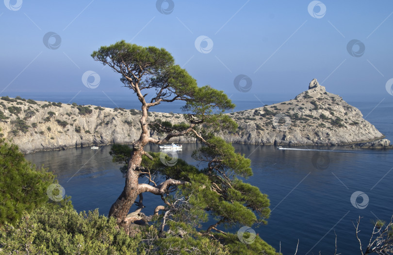 Скачать Сосна над морем. фотосток Ozero