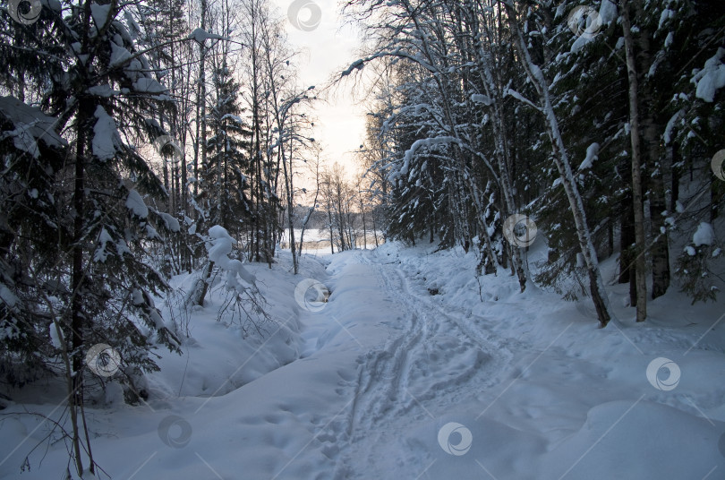 Скачать Зимний лес. фотосток Ozero