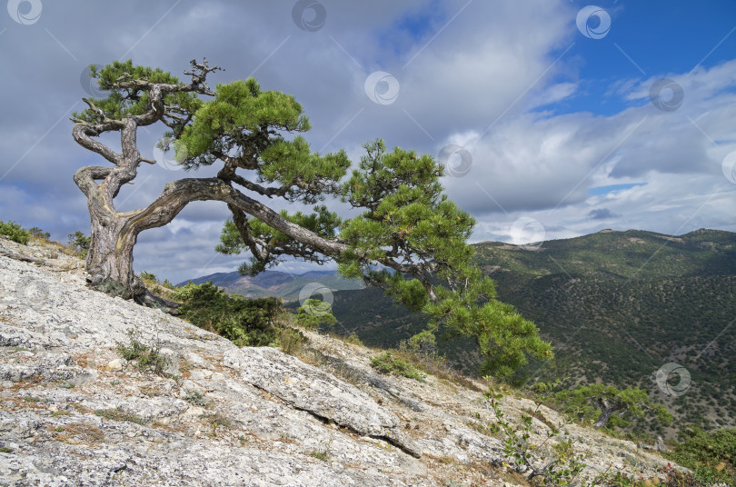 Скачать Реликтовая сосна на склоне горы. Крым. фотосток Ozero