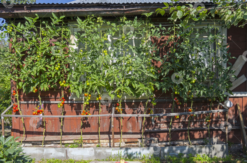 Скачать Спелые помидоры у стены загородного дома. фотосток Ozero