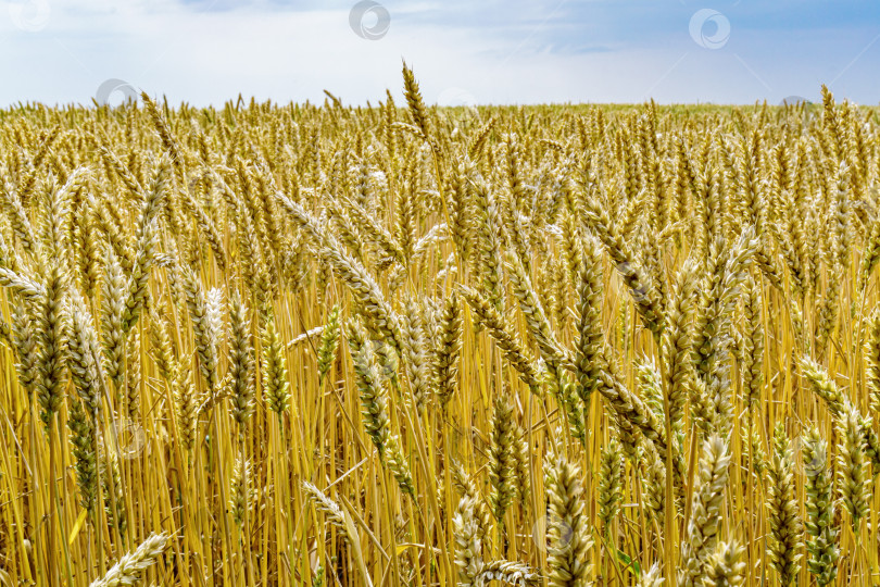 Скачать Спелые колосья пшеницы на желтом сельскохозяйственном поле. фотосток Ozero
