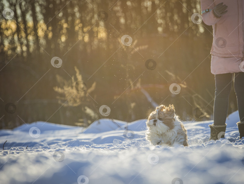 Скачать собака ши тцу бежит по снегу фотосток Ozero