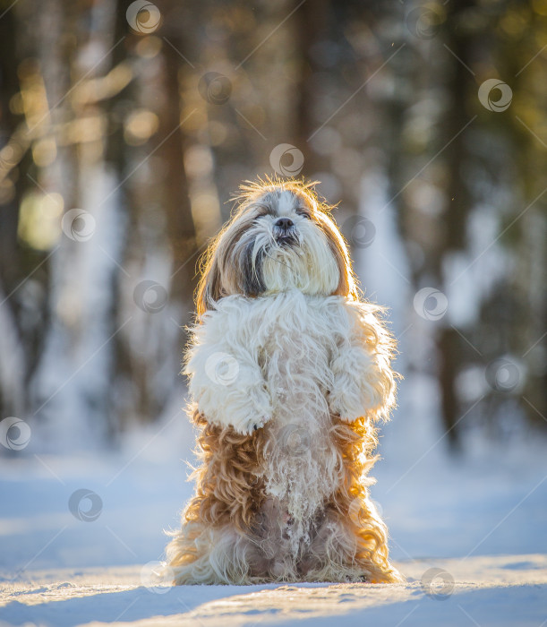 Скачать собака ши тцу стоит в снегу зимой фотосток Ozero