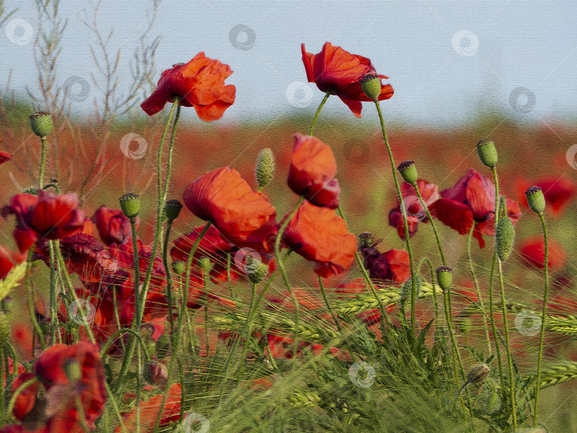 Скачать Красные маки на пшеничном поле, текстурированные с эффектом кракелюра. Cl фотосток Ozero