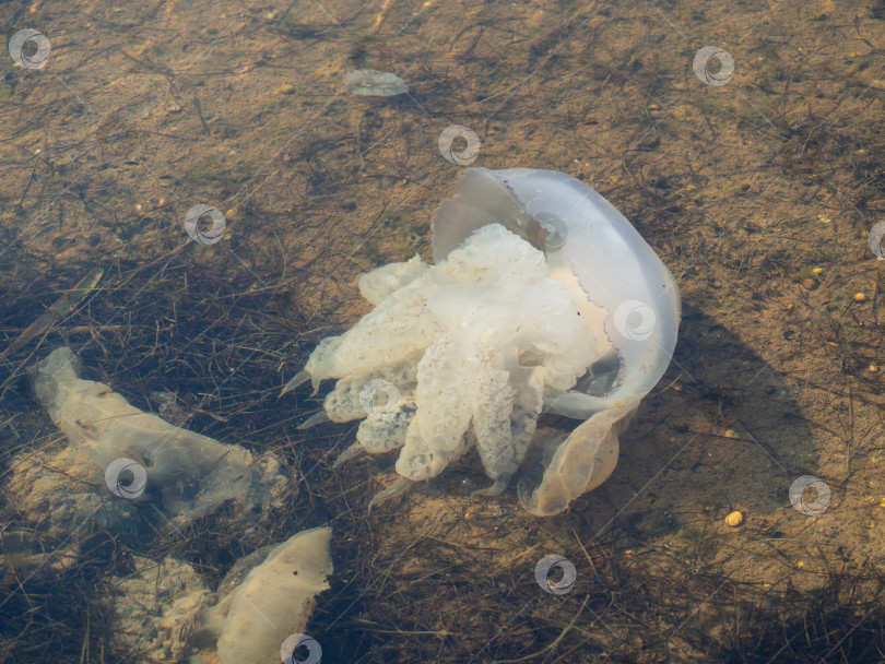 Скачать Мертвая разлагающаяся медуза на дне морского залива. Окружающая среда фотосток Ozero