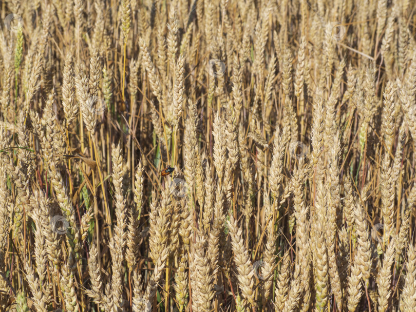 Скачать Сельский пейзаж. Фон созревающих колосьев пшеничного поля и  фотосток Ozero