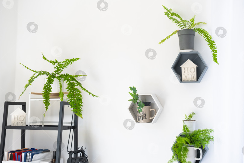 Скачать Полки на стене в виде пчелиных сот с комнатными растениями  фотосток Ozero