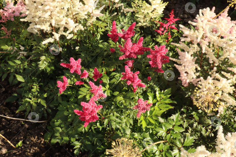Скачать Необычные, свежие, красивые, разноцветные, бардовые, красные, розовые, белые цветы и растения в саду фотосток Ozero