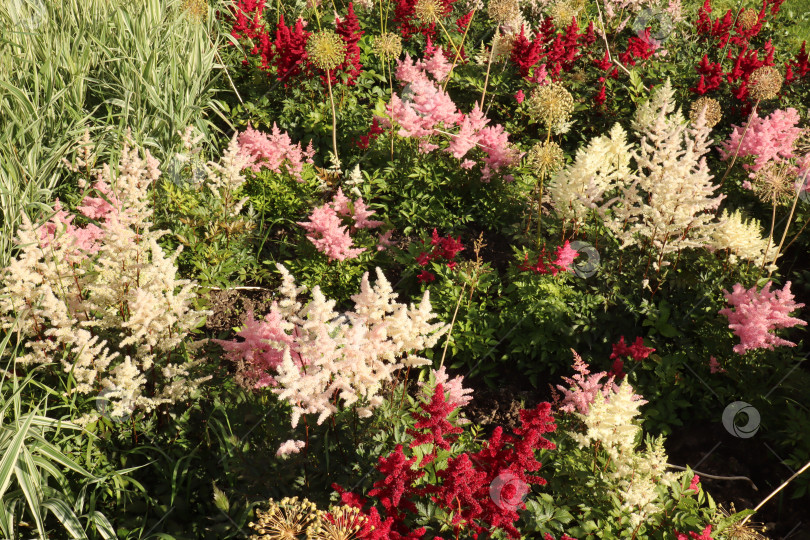 Скачать Натуральные, красивые, необычные, разноцветные, красные, бардовые, розовые, красные, бардовые, белые цветы и растения в саду фотосток Ozero