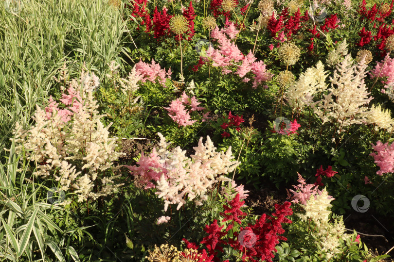 Скачать Необычные, красивые, свежие, разноцветные, бардовые, красные, розовые, белые, зеленые цветы и растения в саду фотосток Ozero