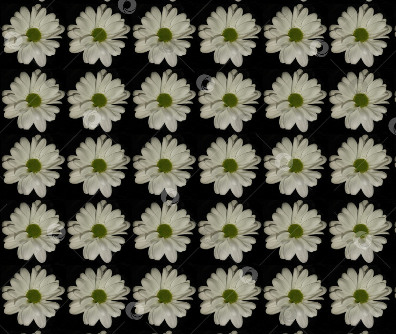 Скачать Абстрактный фон, белые хризантемы на черном фоне фотосток Ozero