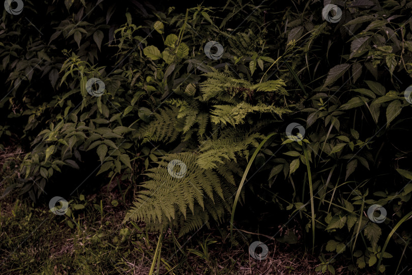 Скачать Вид природы крупным планом на фоне зеленых листьев и пальм. Лежащий плашмя. Темный природный пейзаж. Тропические листья. Фон природы. фотосток Ozero