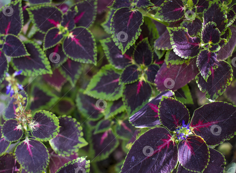 Скачать Очень красивыми фиолетовыми листьями украшают сад у себя дома фотосток Ozero