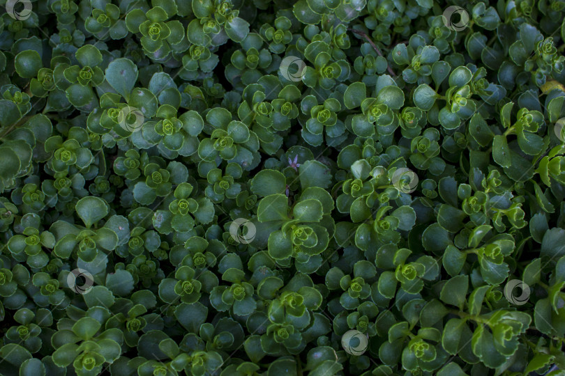 Скачать Растение под названием камнеломка в ясный солнечный день имеет зеленый цвет. фотосток Ozero