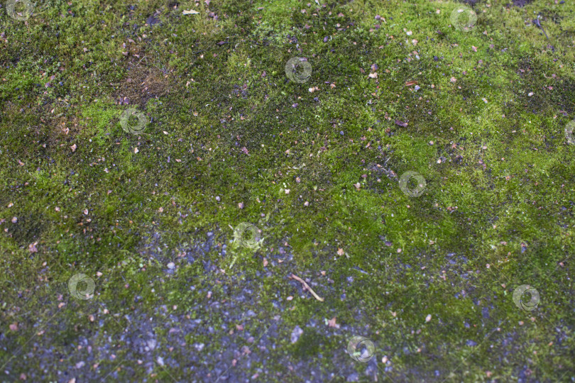 Скачать Ярко-зеленый мох в качестве фона фотосток Ozero