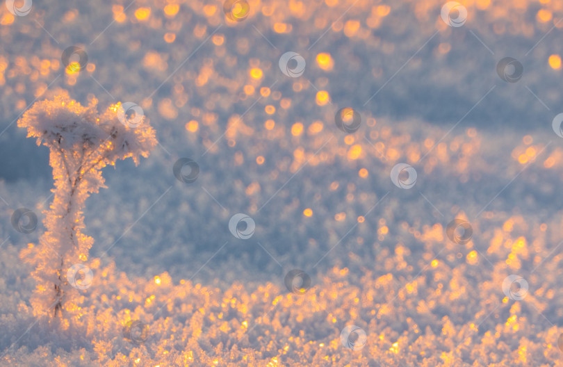 Скачать Замерзшая трава, стоящая в снегу во время зимнего заката, естественный фон фотосток Ozero
