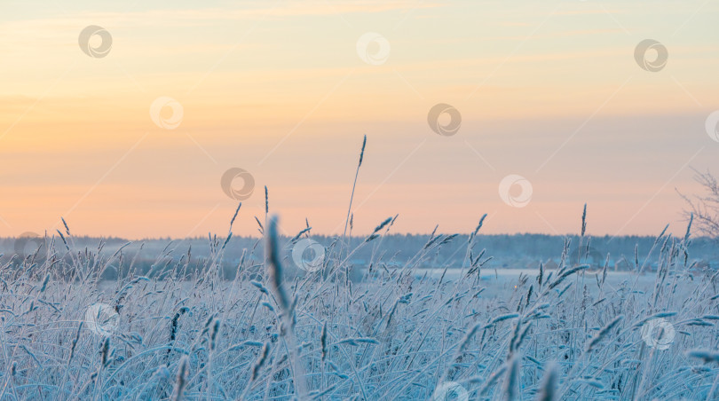 Скачать Выборочный фокус небольшого сухого колоска травы, покрытого снегом зимой, днем на размытом фоне фотосток Ozero