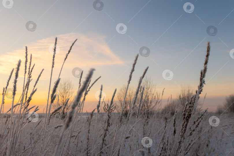 Скачать Выборочный фокус маленького сухого колоска травы, покрытого снегом зимой, на закате на размытом фоне фотосток Ozero