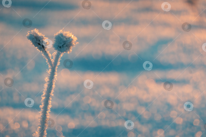 Скачать Замерзшая трава, стоящая в снегу во время зимнего заката, естественный фон фотосток Ozero