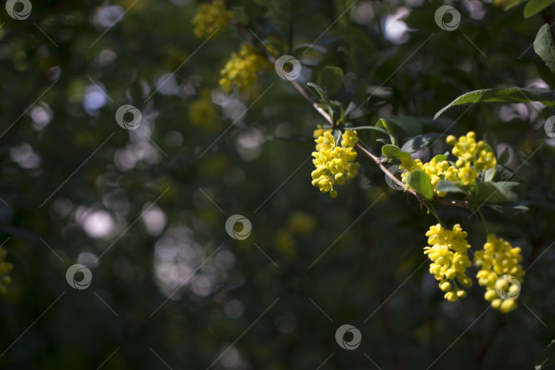 Скачать Мягкий акцент прекрасных весенних цветов Berberis thunbergii Atropurpurea blossom. Макрос крошечных желтых цветков барбариса на фоне элегантной фиолетовой листвы с эффектом боке. Концепция природы для дизайна. фотосток Ozero